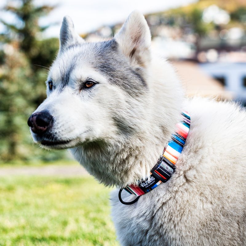 Wolfgang Man & Beast Premium Adjustable Dog Training Collar, Made in USA, LostArt Print, 4 of 6