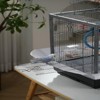 Small Bird Cage with Play Stand, Portable Travel Bird Carrier for ,Canaries, Lovebirds, Cockatiels, Budgies & Conures black（45*45*60cm） - 3 of 4