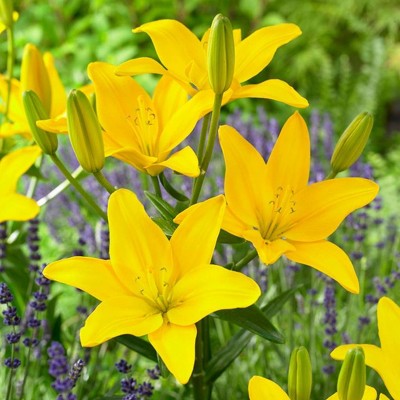 Set of 5 Easy Sun Lily Bulbs - Van Zyverden