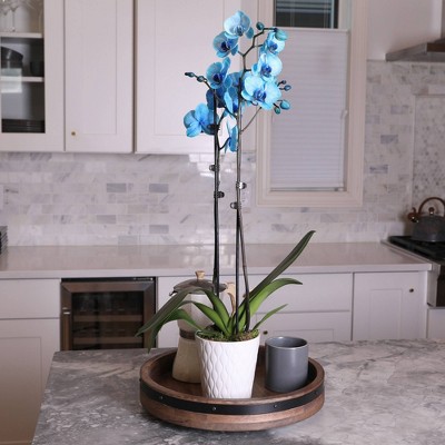 Watercolor Blue Phalaenopsis Orchid in Beige Ceramic Pot