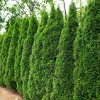 National Plant Network Live Outdoor Emerald Green Arborvitae Plant - 1ct 1gal - 3 of 4