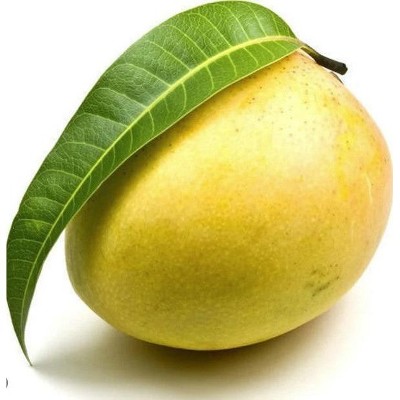 Taste the Season - Fresh Kalepod Mangoes 12 Pcs