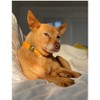 Diphda Sunflower Yellow Cactus Collar - 3 of 3