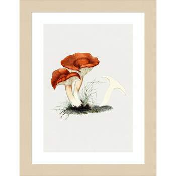 Amanti Art Hand Drawn Rufous Milkcap Mushroom by Biodiversity Heritage Library Wood Framed Wall Art