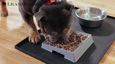 Fenrir Puzzle Bowl for Dog- The Biggest Slow Feeder Dog Bowl – Fenrir  Canine Leaders