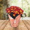 Live 6" Pelee Mum Cover - Good Little Garden™ - 2 of 4