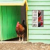 Chiken Gifts Vintage Chicken Decor Sign Live Like Someone Left The Gate Open Tin Sign - 4 of 4