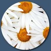Courtside Market Global Wonders Photography Collection, Love Me Or Not? Statement Piece Wood Décor - 3 of 4