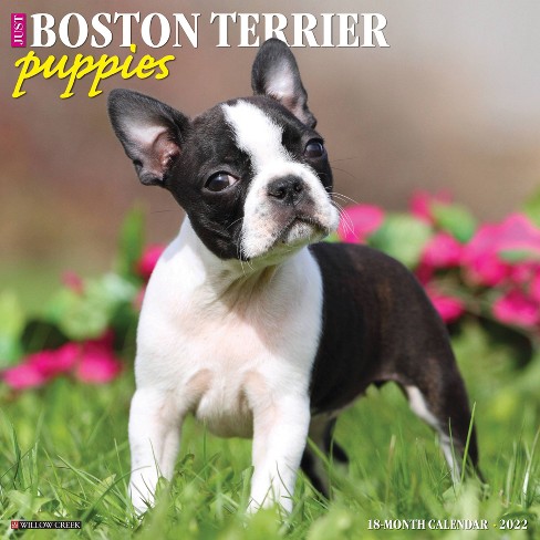 2022 Wall Calendar Just Boston Terrier Puppies - Willow Creek Press : Target