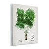Stupell Industries Vintage Fan Palm Plant Wall Plaque Art - 2 of 4