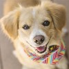 Paw Love Big & Beefy Marrow Bone Dog Treats - 1pk - 4 of 4