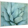 Amanti Art Agave Detail IV by Brittany Evans Framed Canvas Wall Art - 3 of 4