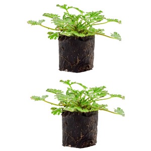 Soil Sunrise Live Citronella Geranium Plant Plugs, Pelargonium Citronella Scented Seedlings - 1 of 4