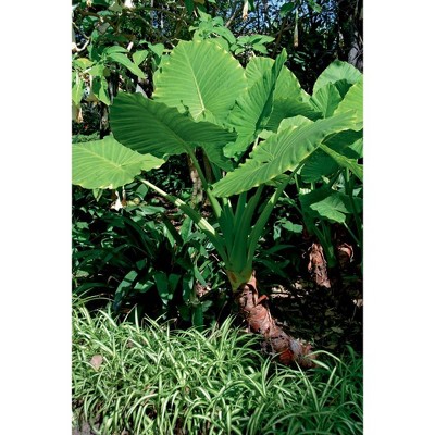 Van Zyverden Jumbo Upright Elephant Ears Bulbs