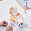 VEVOR Human Ear Anatomy Model, 3 Parts 5 Times Enlarged Human Ear Model Displaying Outer, Middle, Inner Ear with Base, Professional PVC Anatomical - 2 of 4