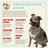Country Brook Petz® Deluxe Dog Collar - Country and Western Collection - Made In The U.S.A. - 2 of 4