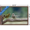 Trends International The Comedy Wildlife Photography Awards: Jacek Stankiewicz - Dispute Framed Wall Poster Prints - 3 of 4