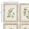 Plum & Post Framed Olive Leaf Botanical Prints Set of 4 - 2 of 4