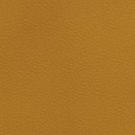 new england patriots