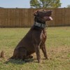 Country Brook Petz HossFit Jr Wide Martingale Dog Collar - Camouflage Collection - 3 of 4