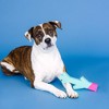 PetShop by Fringe Studio 11.02" Stick With Me Dog Stick Toy - Light Blue - 4 of 4