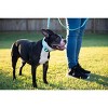 Country Brook Petz Deluxe Nylon Dog Collar and Leash - 4 of 4