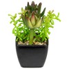 Northlight Potted Artificial Succulent Arrangement - 6" - 2 of 4