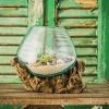 Evergreen Glass Planter on Driftwood - 3 of 4