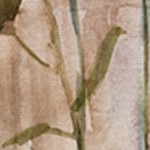 montalcino elm
