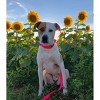 Country Brook Petz Premium Nylon Dog Collar with Metal Buckle for Small Medium Large Breeds - Vibrant 30+ Color Selection - 4 of 4