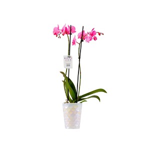 5" Watercolor Orchid Pink Diamond - Good Little Garden™ - 1 of 2