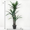 Sullivans 4'8"Potted Dracaena Tree, Green - 4 of 4