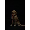 Touchdog Lumiglow 2-in-1 USB Charging LED Lighting Water-Resistant Dog Leash and Collar - 4 of 4