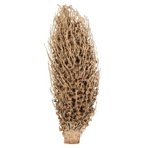 Vickerman Olympia Seed Pod, Dried - 1 of 4