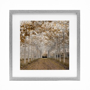 Stupell Industries White Gold Birch Grove Framed Print Under Glass - 1 of 4