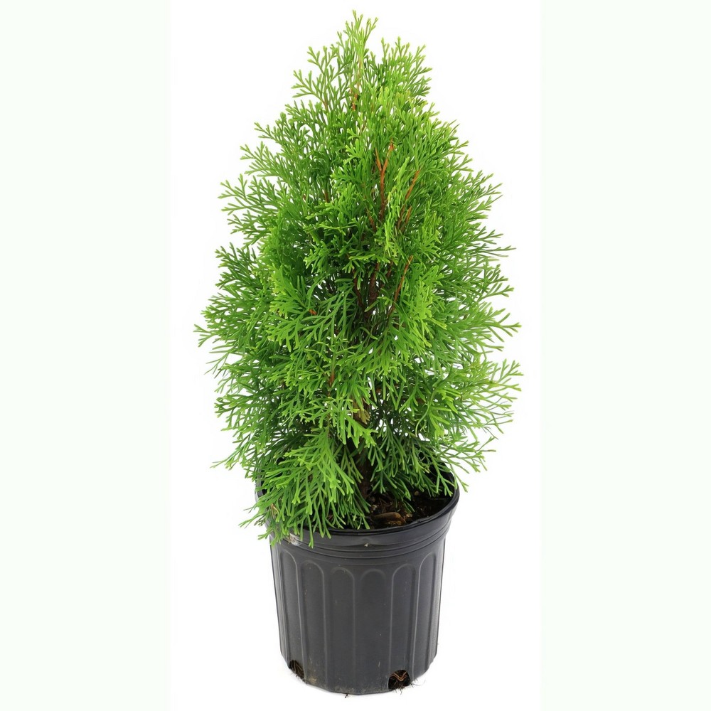 National Plant Network Live Outdoor Green Giant Arborvitae Plant - 1ct 1gal