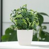 Unique Bargains Artificial Plants Frosted Orange Leaves in White Pot Plastic Green 2.76"x2.76"x7.09" 1 Pc - 2 of 4