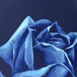 blue roses