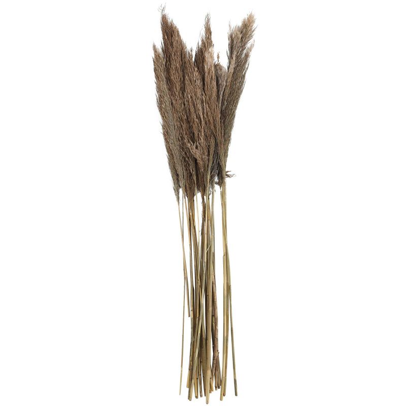 Dried Plant Pampas Natural Foliage with Long Stems Dark Brown - Olivia &#38; May, 1 of 7