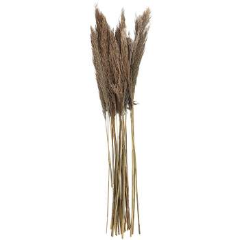 Dried Plant Pampas Natural Foliage with Long Stems Dark Brown - Olivia & May