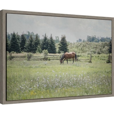 Sun Drenched Horse Grazing Canvas Framed Print