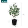 DR.Planzen 72" Artificial Ficus Tree - 6FT UV Resistant Fake Plant with Silk Leaves & 15.7" Planter for Indoor House Plants, Floor & Tall Faux Trees - 3 of 4