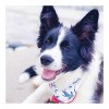 Pink Papyrus Marlowe Dog Bandana - M - 4 of 4