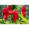 Morel Distribution Co | Ghost Chili Peppers, Bhut Jolokia, Hot Peppers. 0.5 oz. - 4 of 4