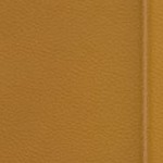 tampa bay buccaneers