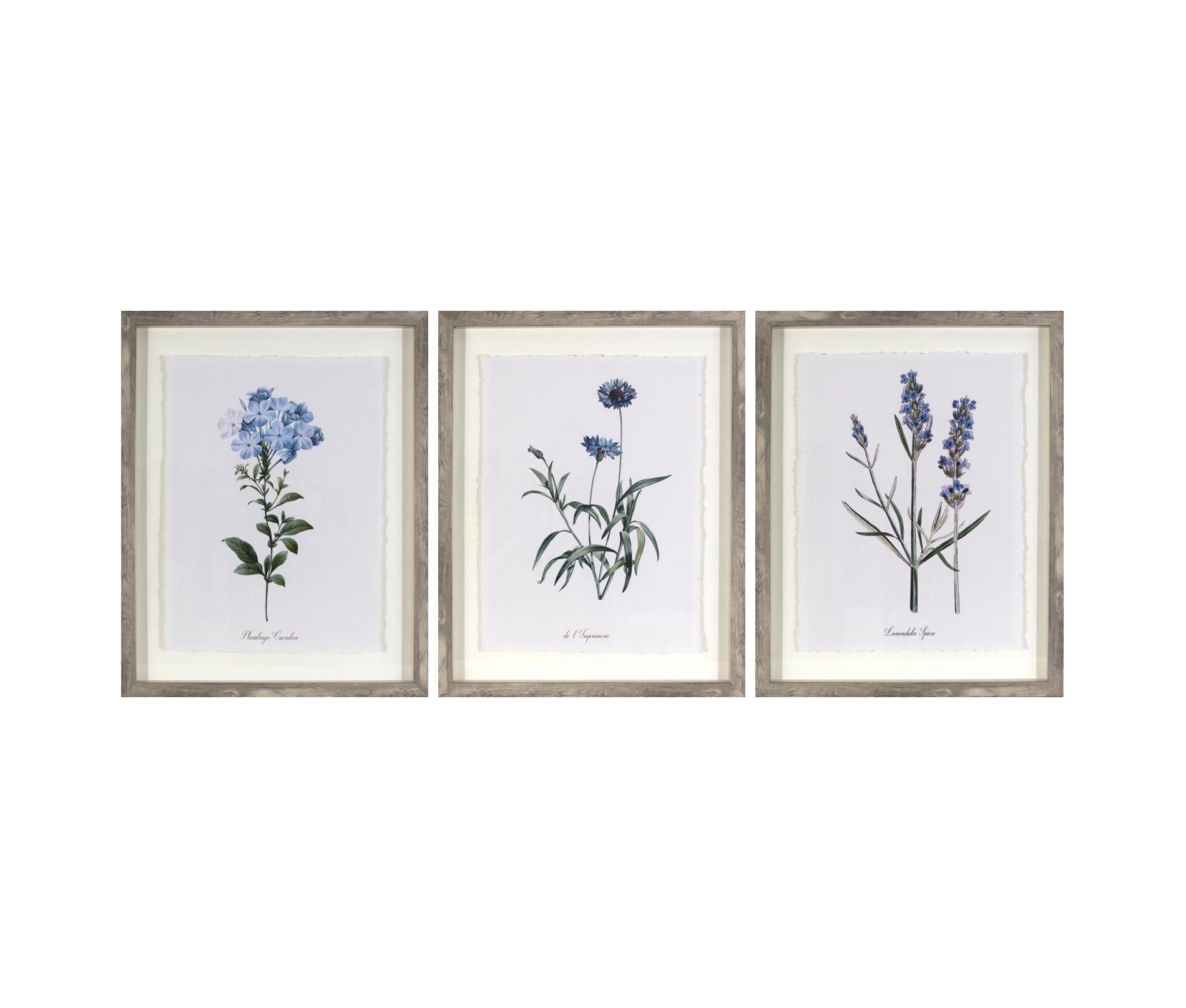 (Set of 3) 16"x20" Framed Vintage Botanicals Decorative Wall Art Natural/Blue - Threshold™