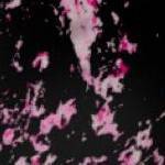 black pink abstract