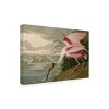 Trademark Fine Art -John James Audubon 'Roseate Spoonbill' Canvas Art - 4 of 4