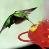 Centurion Hummingbird Nectar Feeder with 5 Flower Ports, 10oz Capacity - 3 of 3