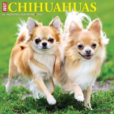 2022 Wall Calendar Just Chihuahuas - Willow Creek Press